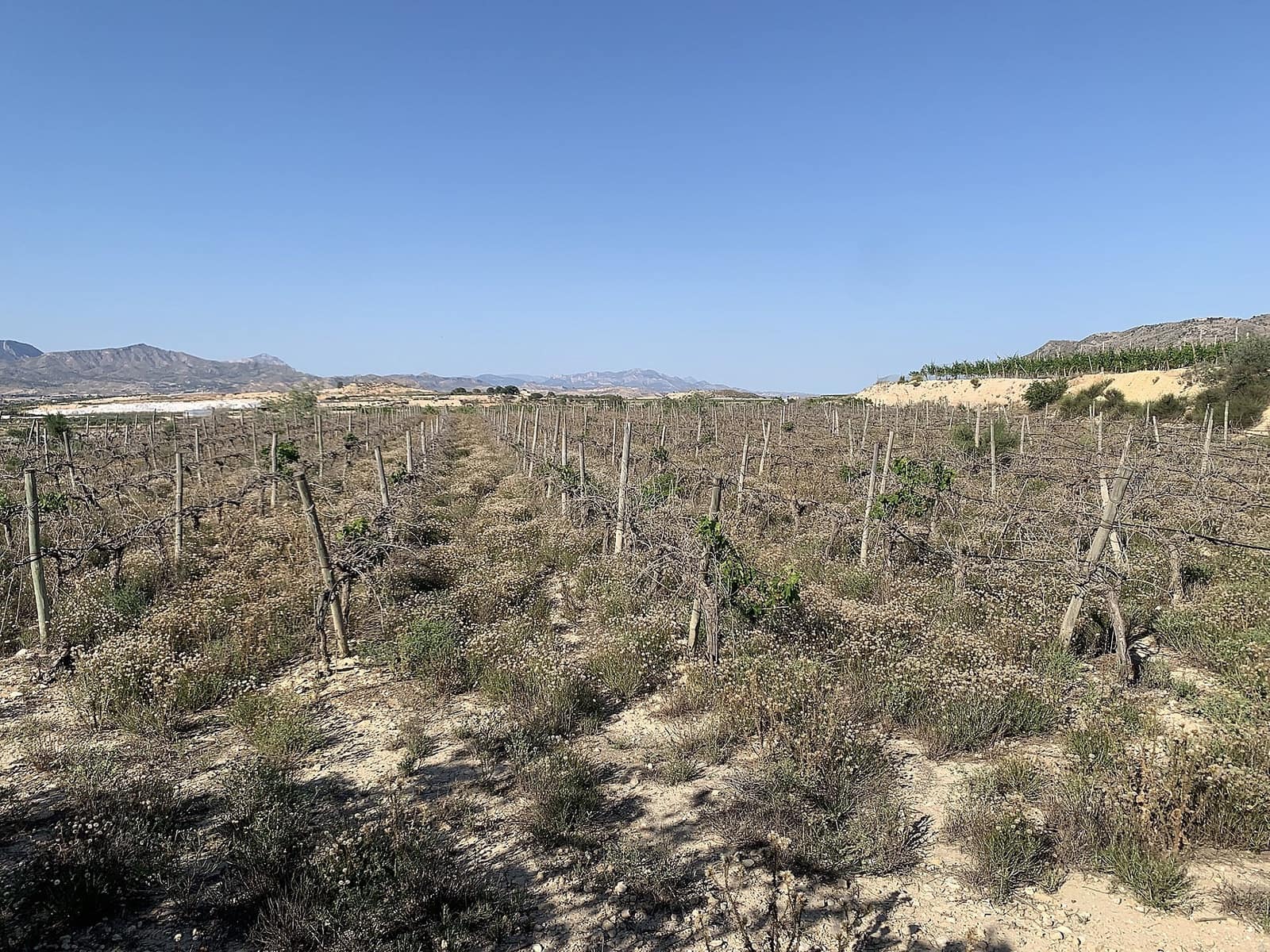 Landgrundstück zu verkaufen in Monforte del Cid - 65.000 € (Ref: 9993769)