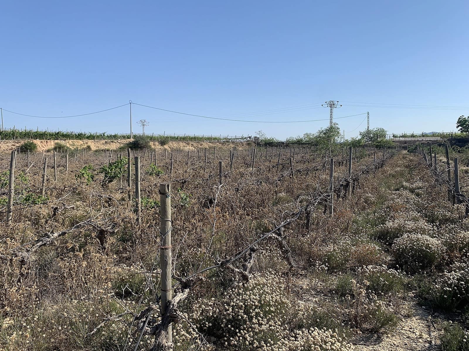 Landgrundstück zu verkaufen in Monforte del Cid - 65.000 € (Ref: 9993769)