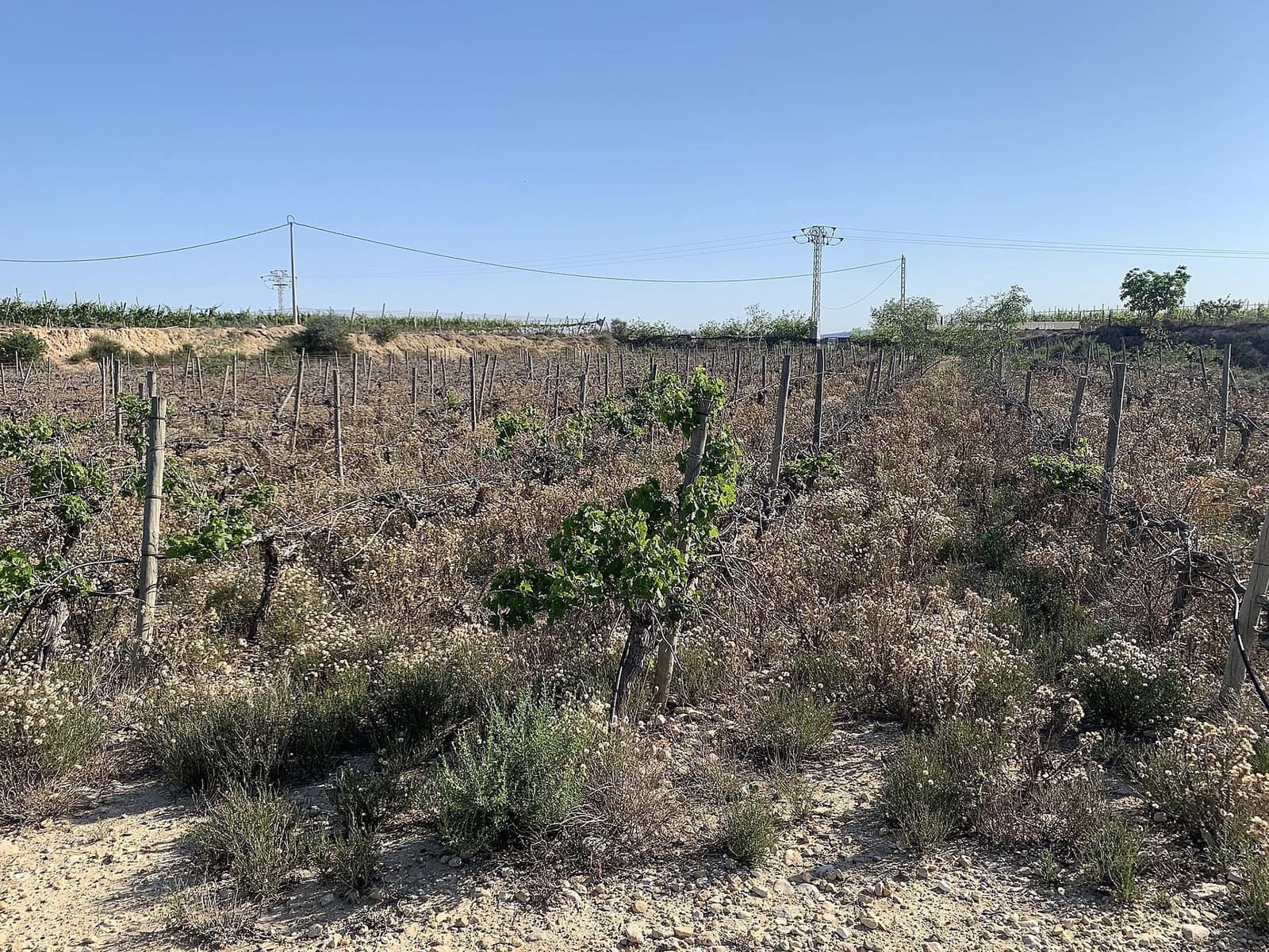 Landgrundstück zu verkaufen in Monforte del Cid - 65.000 € (Ref: 9993769)