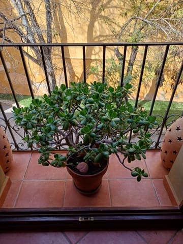 4 camera da letto Appartamento in vendita in Dénia - 442.000 € (Rif: 10098848)