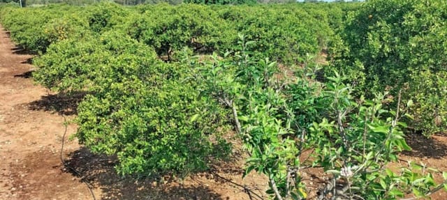 Undeveloped Land for sale in El Vergel / Verger - € 70,000 (Ref: 9104151)