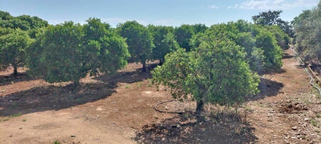 Undeveloped Land for sale in El Vergel / Verger - € 70,000 (Ref: 9104151)