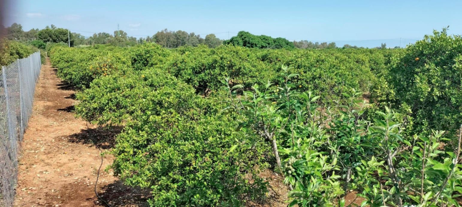 Grunde uden byggetilladelser til salg i El Vergel / Verger - € 70.000 (Ref: 9104151)