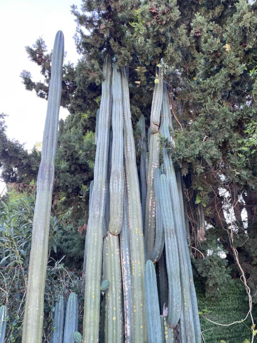 2 makuuhuone Maalaistalo vuokrattavana paikassa Ondara mukana uima-altaan 
autotalli - 950 € (Ref: 9533005)