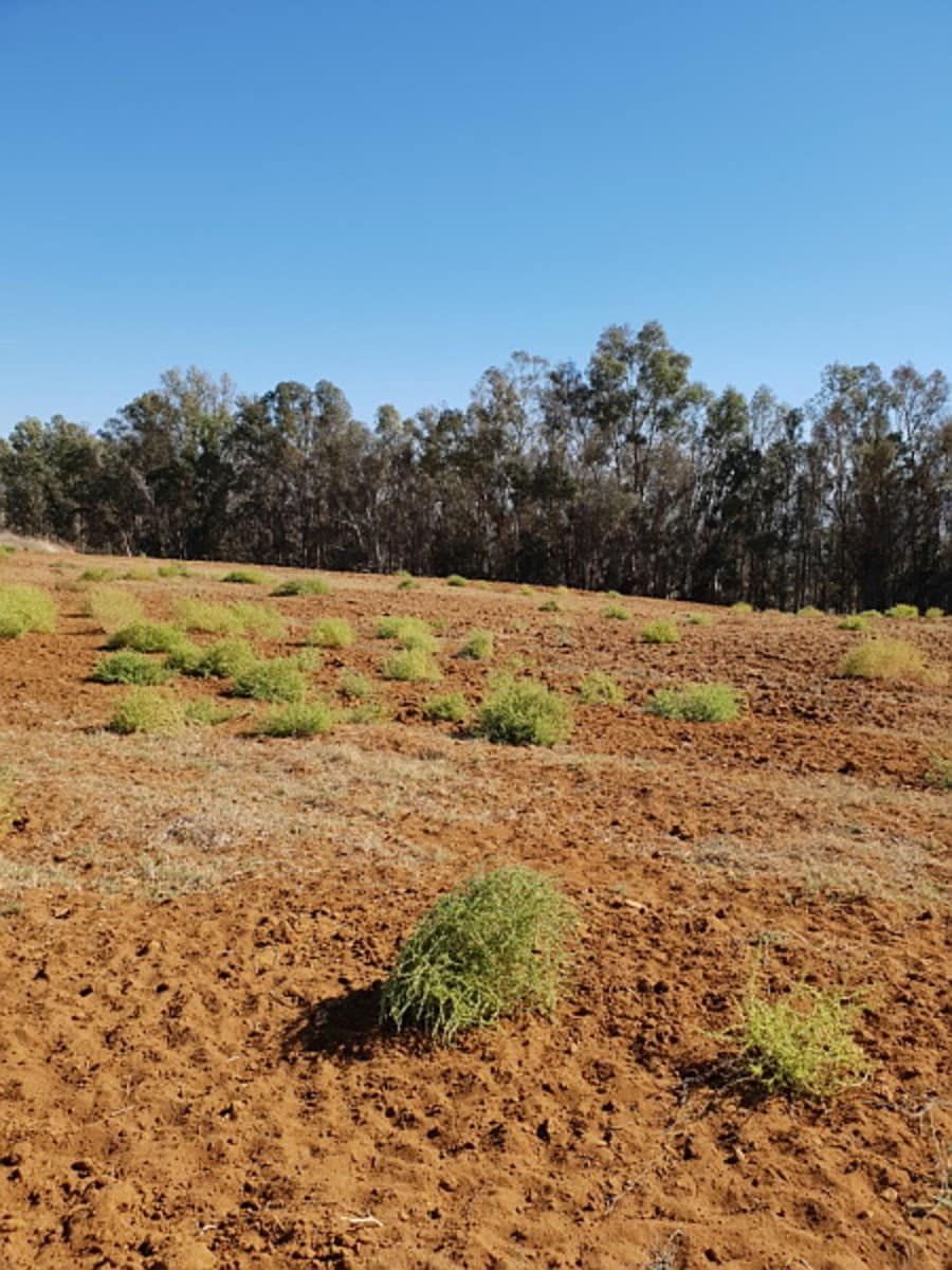 Building Plot for sale in Arcos de la Frontera - € 394,000 (Ref: 9713892)