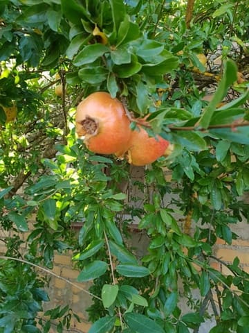 Solar/Parcela en Arcos de la Frontera en venta - 394.000 € (Ref: 9713892)