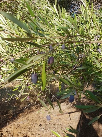 Solar/Parcela en Arcos de la Frontera en venta - 394.000 € (Ref: 9713892)