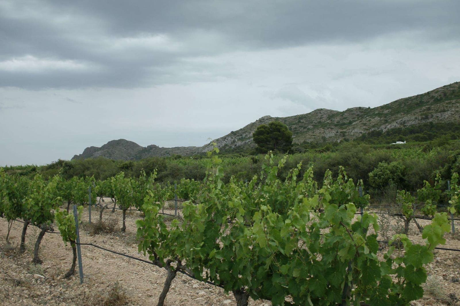 6 soveværelse Villa til salg i Yecla med swimmingpool - € 800.000 (Ref: 9332197)