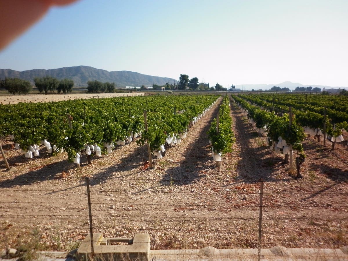 Grond te koop in Novelda - € 49.840 (Ref: 5336929)