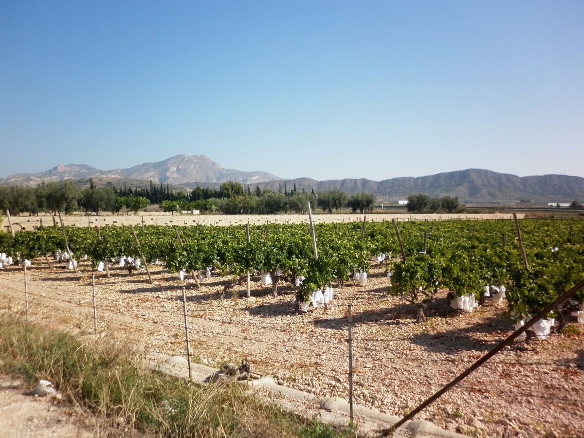 Grond te koop in Novelda - € 49.840 (Ref: 5336929)