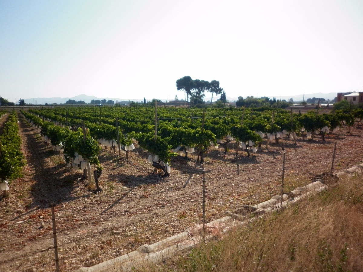 Grond te koop in Novelda - € 49.840 (Ref: 5336929)