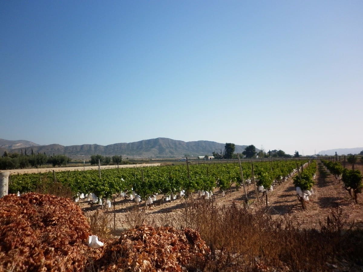 Grond te koop in Novelda - € 49.840 (Ref: 5336929)