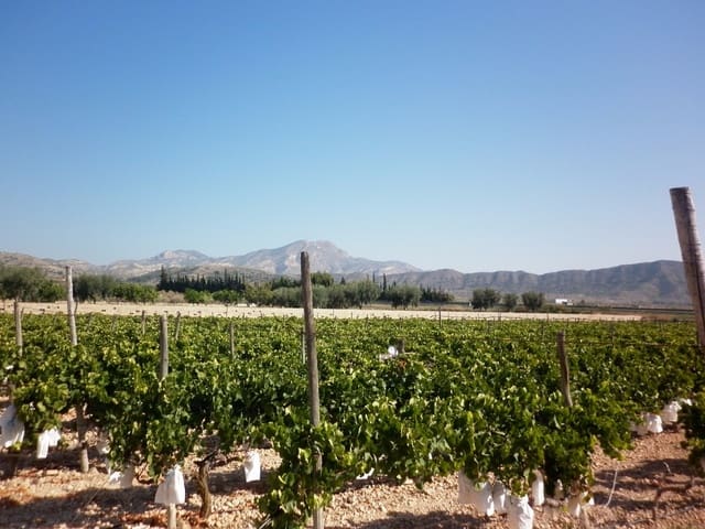 Mark till salu i Novelda - 49 840 € (Ref: 5336929)