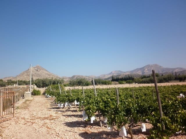 Mark till salu i Novelda - 49 840 € (Ref: 5336929)