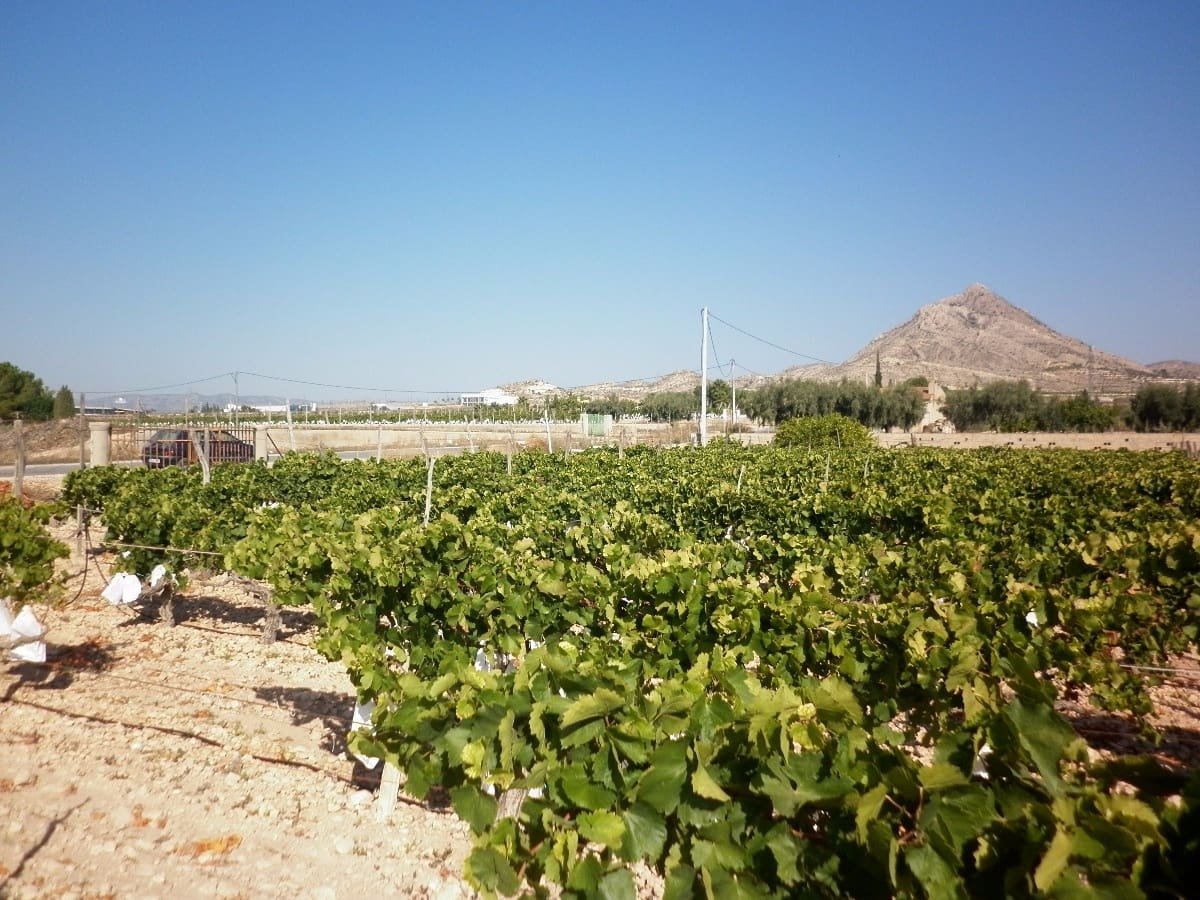 Grond te koop in Novelda - € 49.840 (Ref: 5336929)