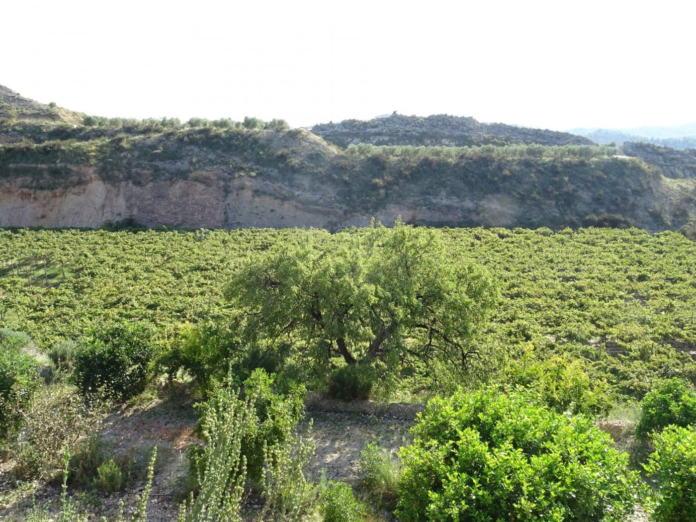 2 bedroom Villa for sale in Aspe - € 193,260 (Ref: 6195355)