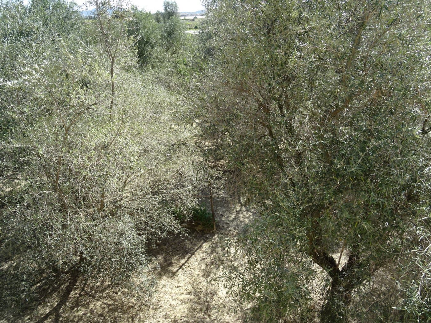 1 bedroom Finca/Country House for sale in Aspe - € 81,050 (Ref: 6195500)