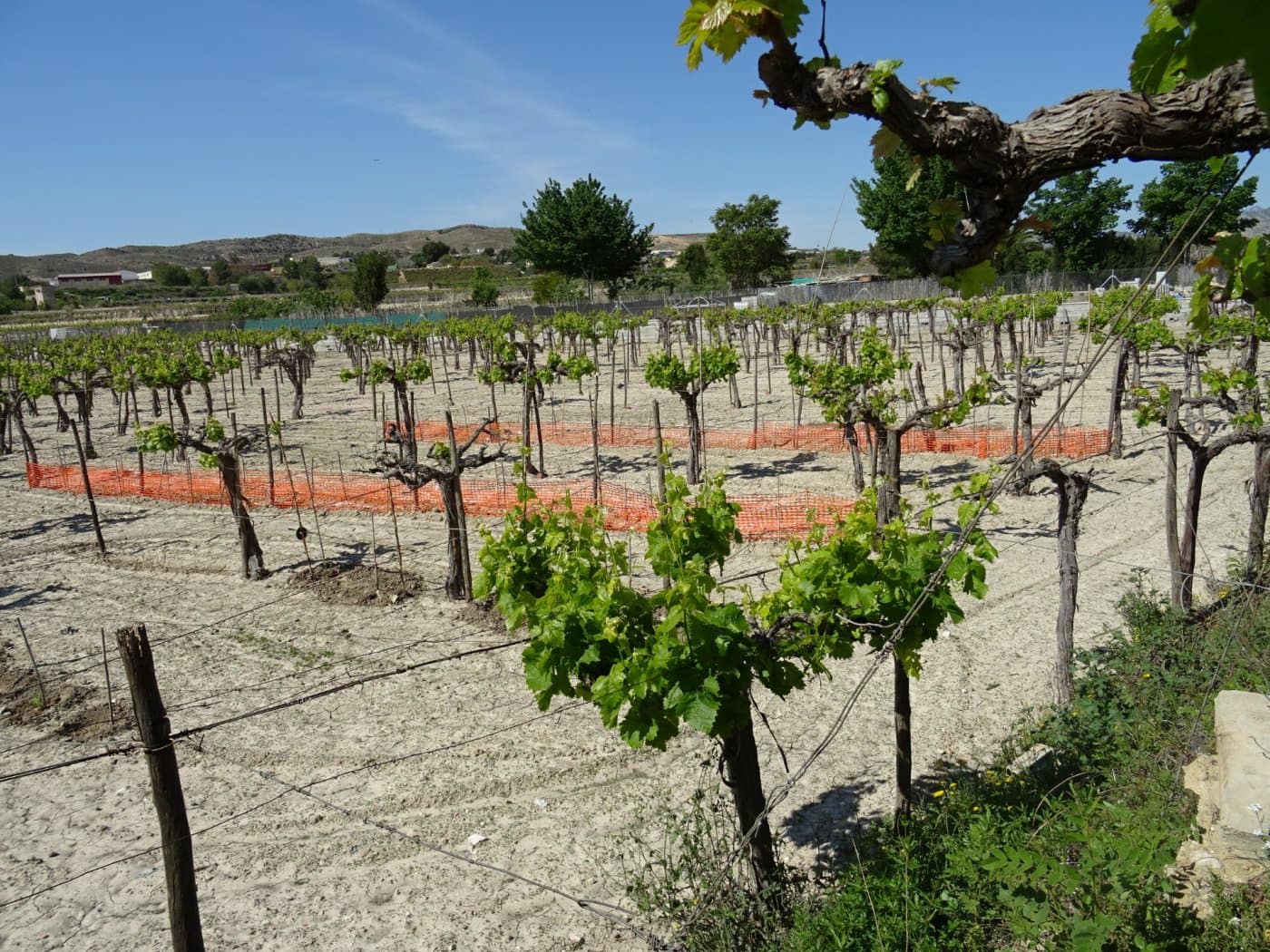 1 bedroom Finca/Country House for sale in Aspe - € 81,050 (Ref: 6195500)