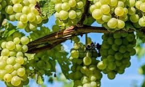 Tomt till salu i Monforte del Cid - 76 050 € (Ref: 8504449)