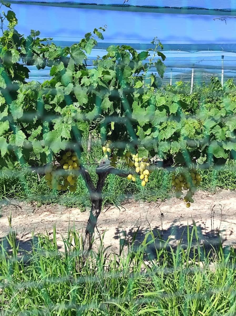 Tomt till salu i Monforte del Cid - 76 050 € (Ref: 8504449)