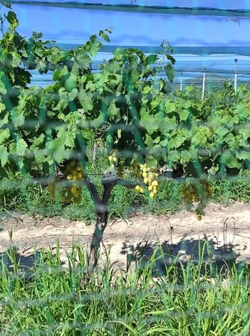 Tomt till salu i Monforte del Cid - 76 050 € (Ref: 8504449)