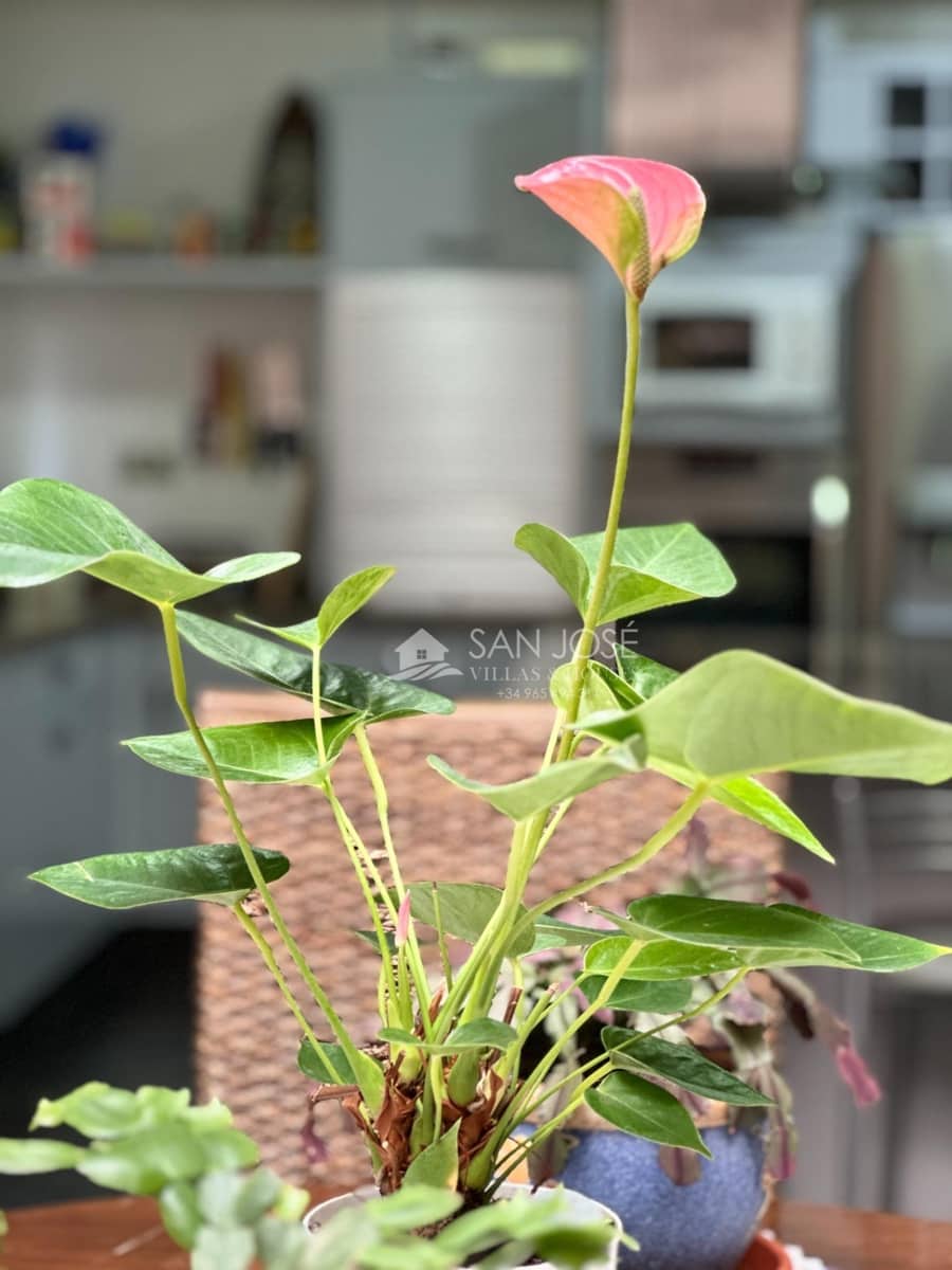 4 soveværelse Byhus til salg i Aspe - € 420.000 (Ref: 9240271)