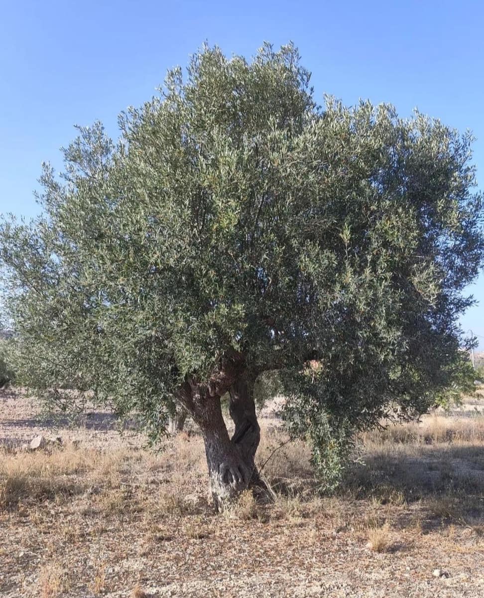 Bouwgrond te koop in La Romana - € 20.000 (Ref: 9403296)