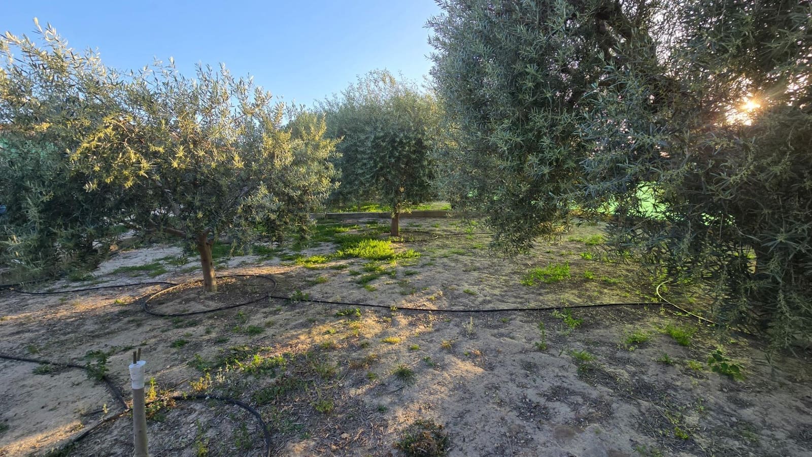 3 chambre Villa/Maison à vendre à Elche / Elx avec piscine garage - 339 900 € (Ref: 9349845)