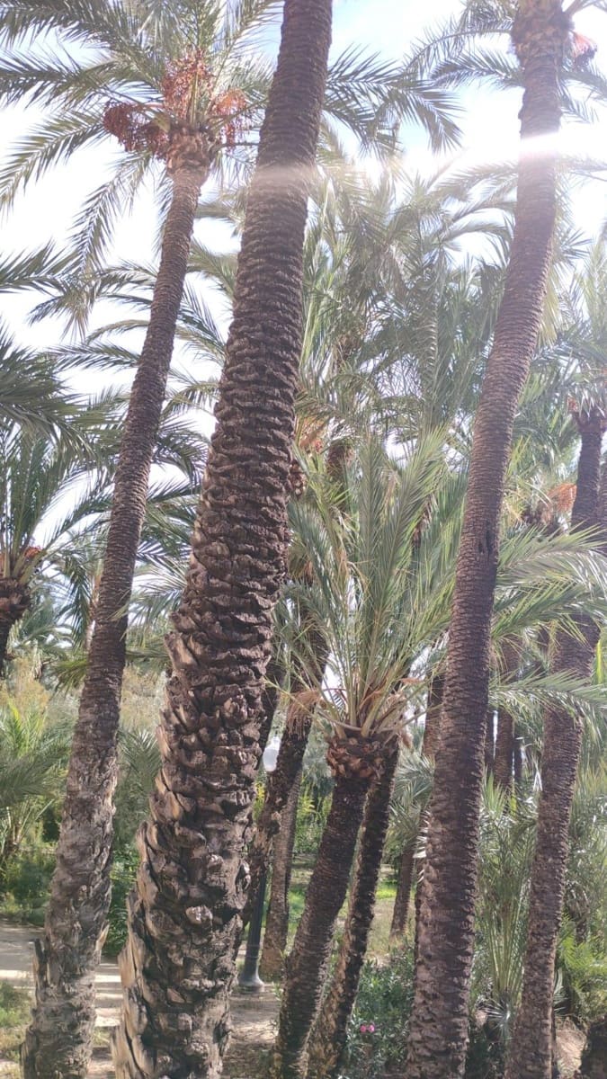 3 soveværelse Lejlighed til salg i Elche / Elx med garage - € 229.900 (Ref: 9449591)