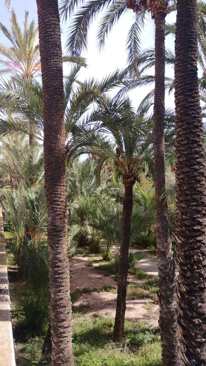 3 soveværelse Lejlighed til salg i Elche / Elx med garage - € 229.900 (Ref: 9449591)