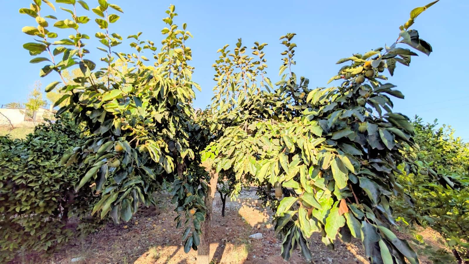 5 quarto Moradia para venda em Albatera com piscina garagem - 299 000 € (Ref: 9470965)