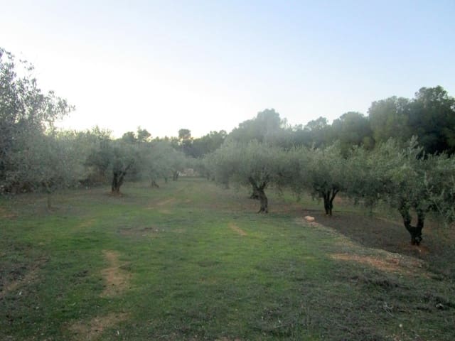 Rakentamaton maa myytävänä paikassa Moixent - 30 000 € (Ref: 6181873)