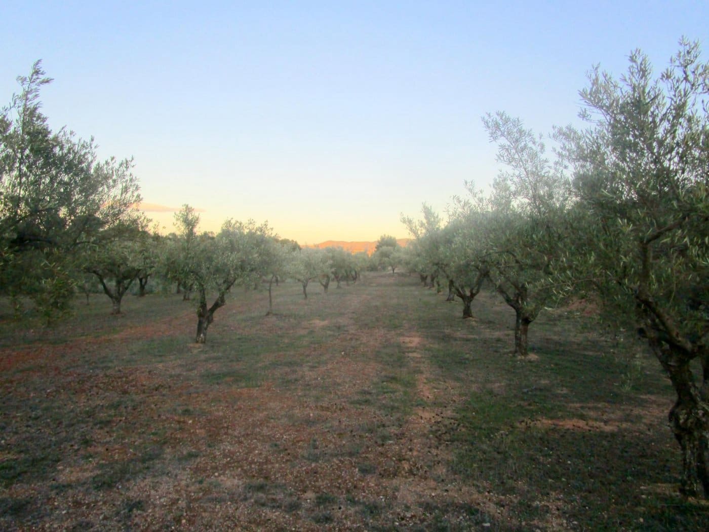 Grunde uden byggetilladelser til salg i Moixent - € 30.000 (Ref: 6181873)