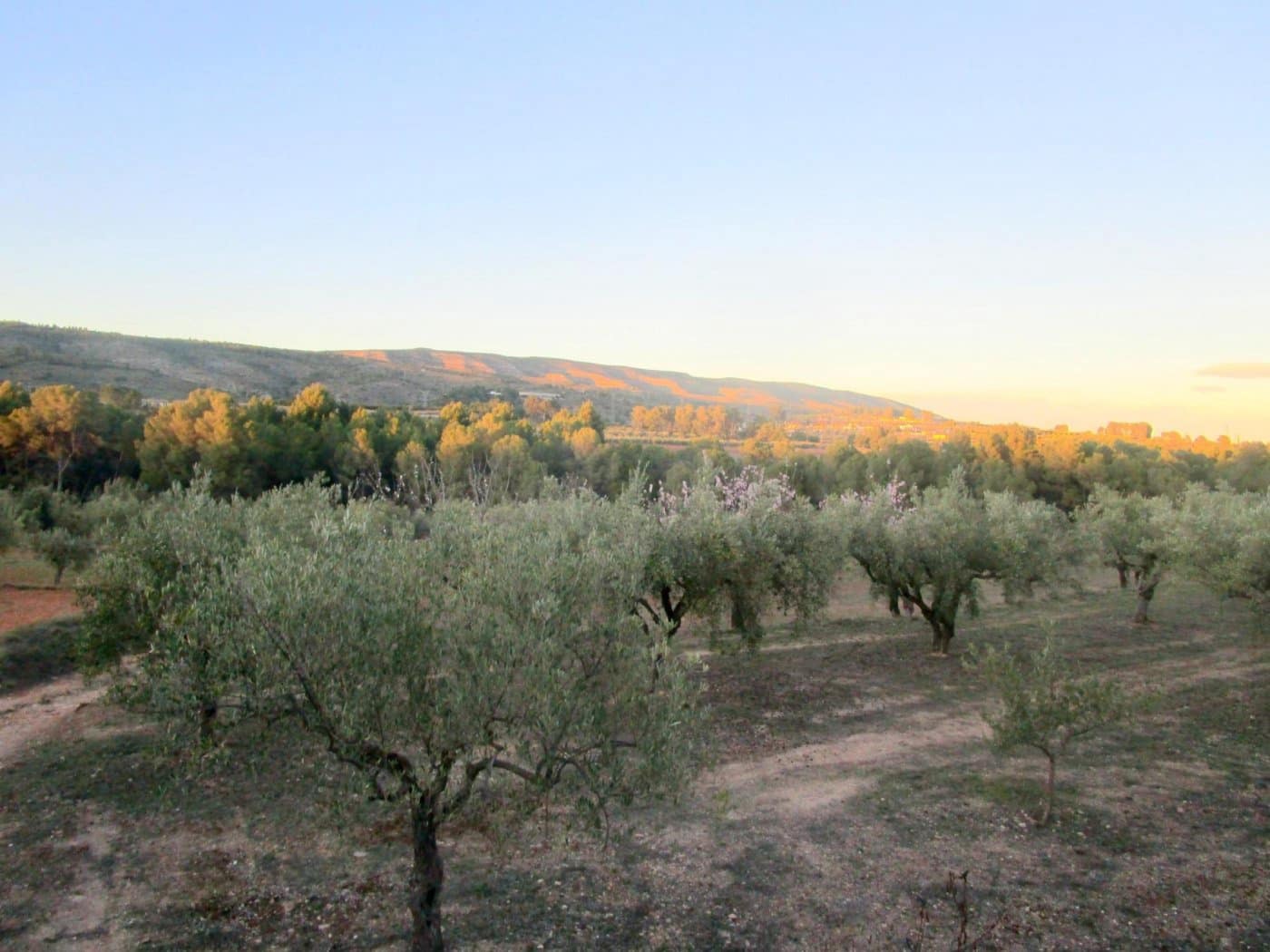 Grunde uden byggetilladelser til salg i Moixent - € 30.000 (Ref: 6181873)