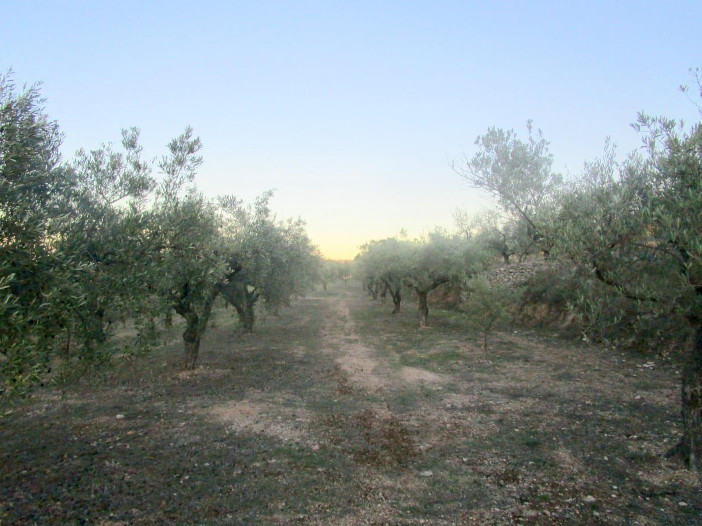 Grunde uden byggetilladelser til salg i Moixent - € 30.000 (Ref: 6181873)