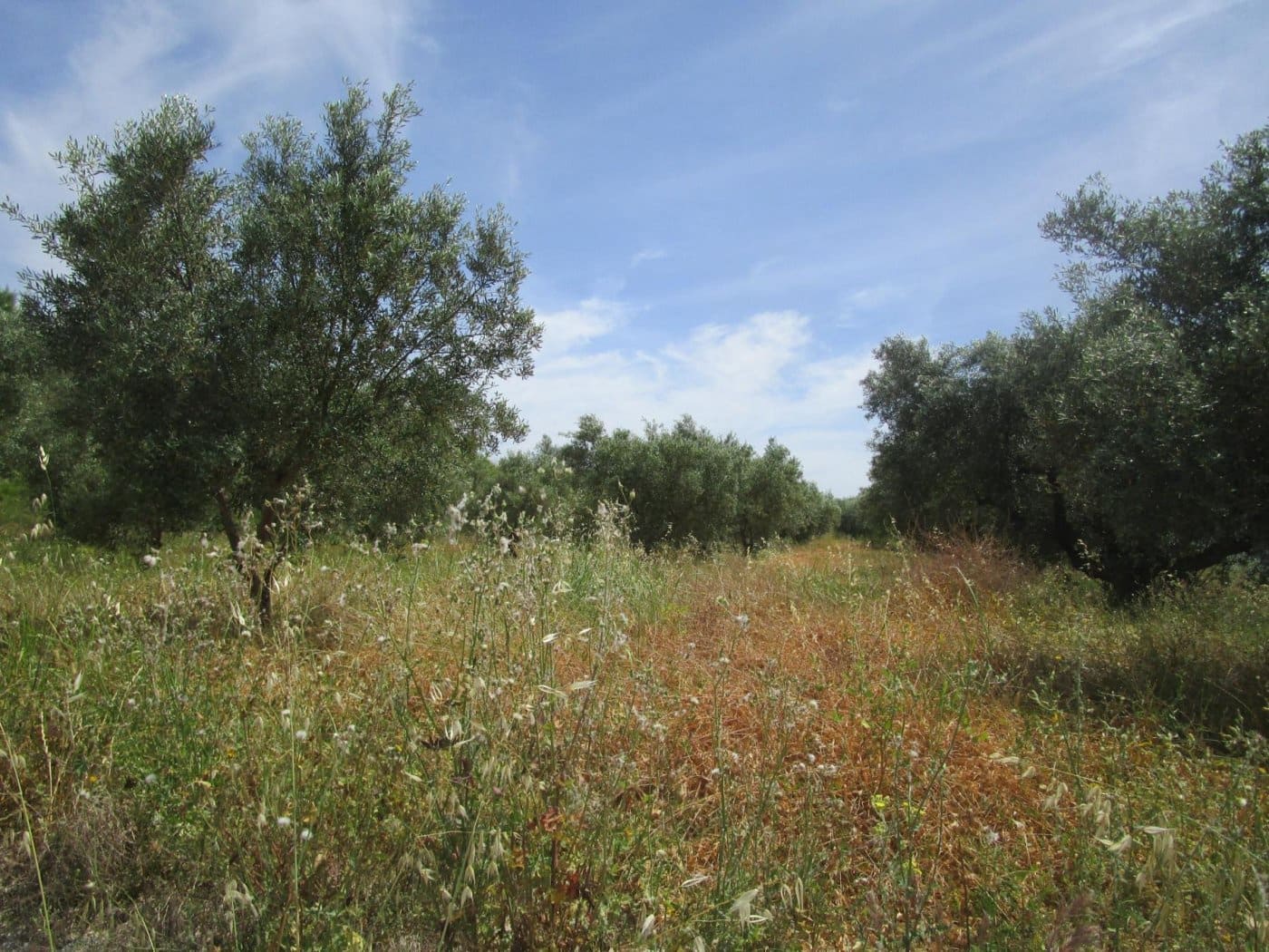 2 soveværelse Finca/Landehus til salg i Moixent - € 45.000 (Ref: 6906566)