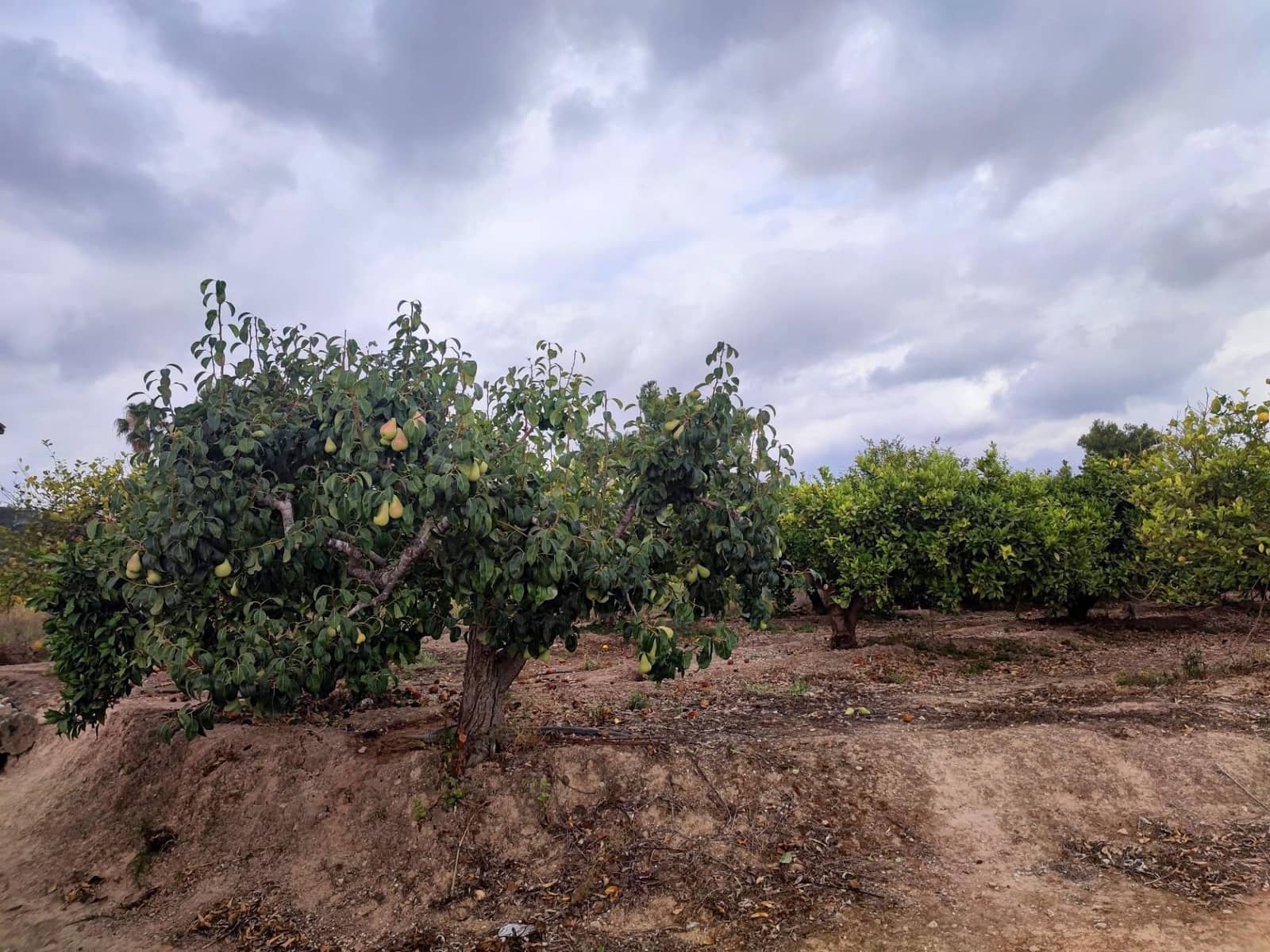 Grunde uden byggetilladelser til salg i Canals - € 33.000 (Ref: 8430654)