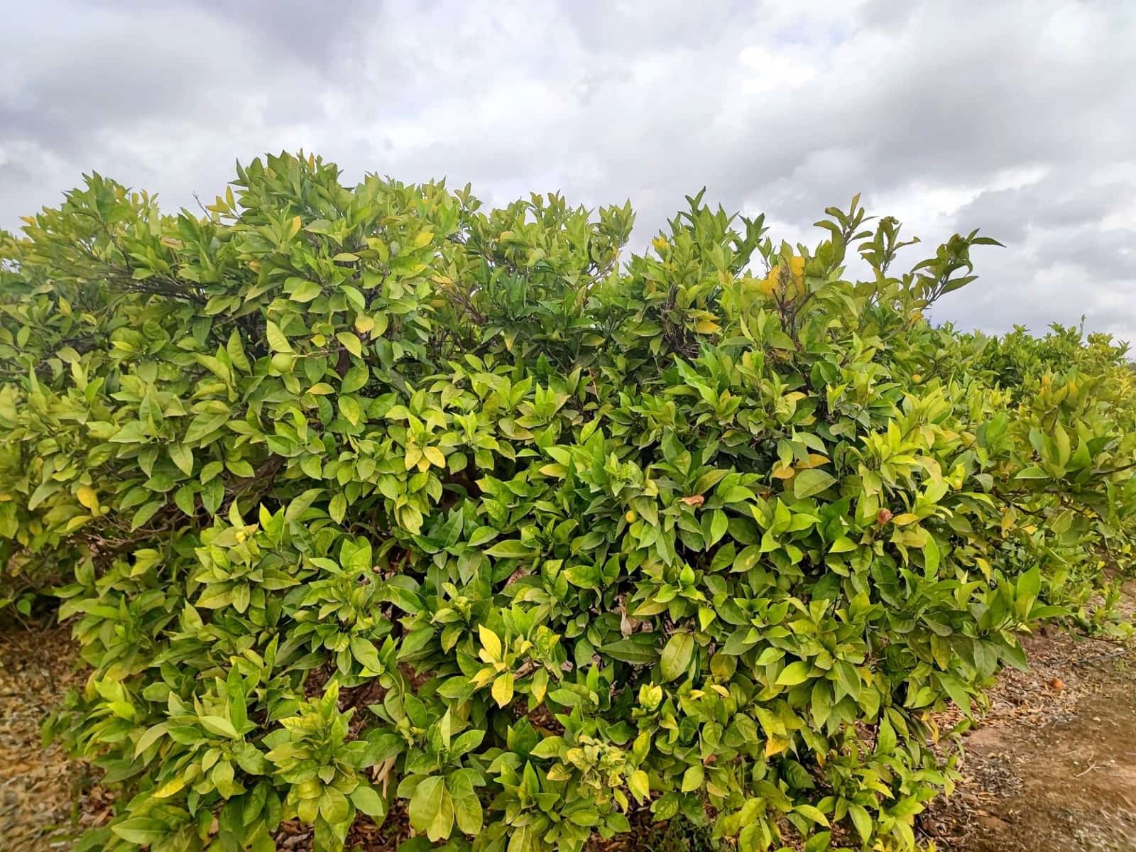 Grunde uden byggetilladelser til salg i Canals - € 33.000 (Ref: 8430654)