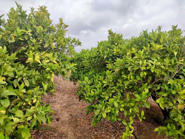 Grond te koop in Canals - € 33.000 (Ref: 8430654)