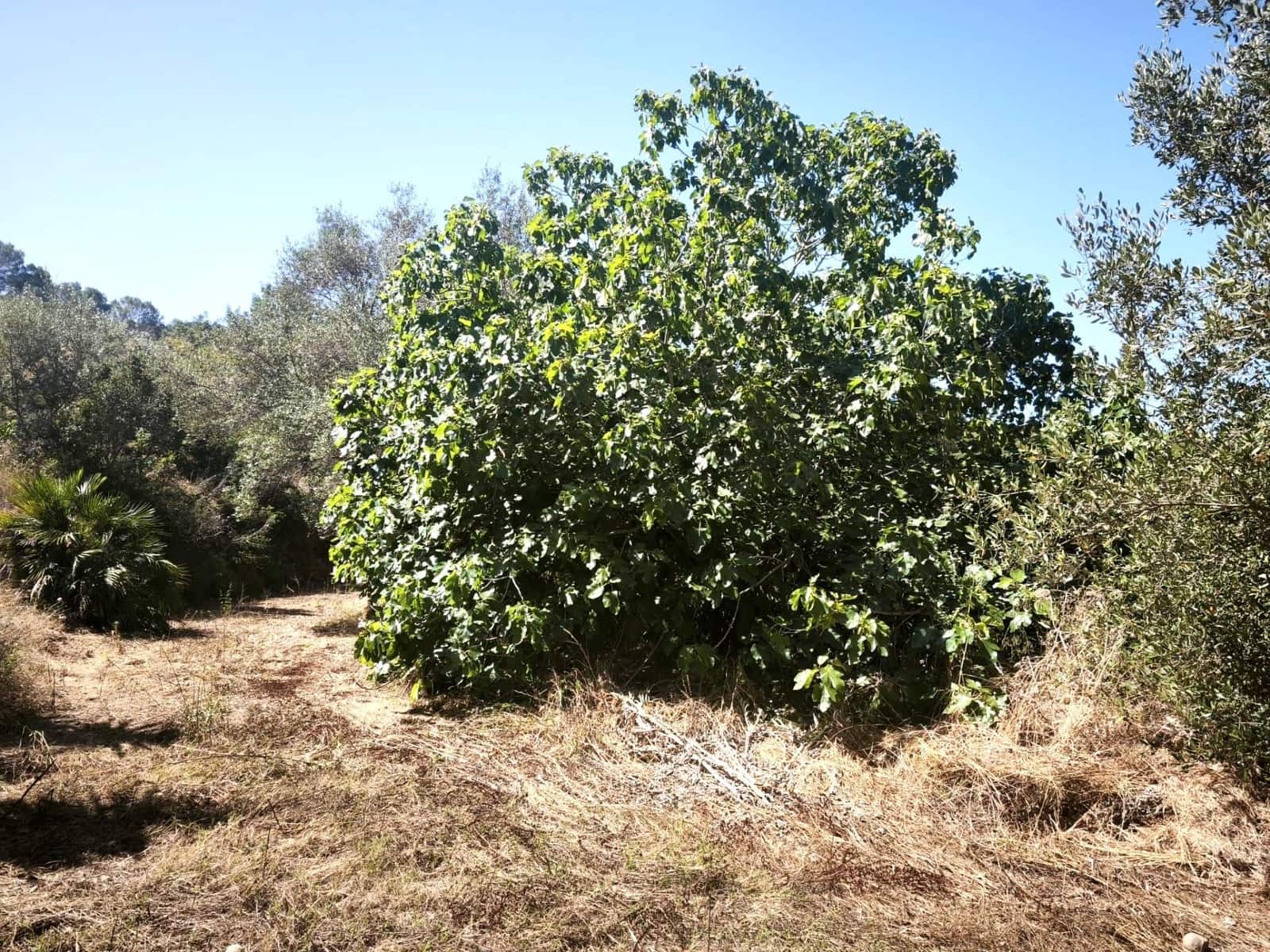 Finca/Country House for sale in Llosa de Ranes - € 59,000 (Ref: 9975526)
