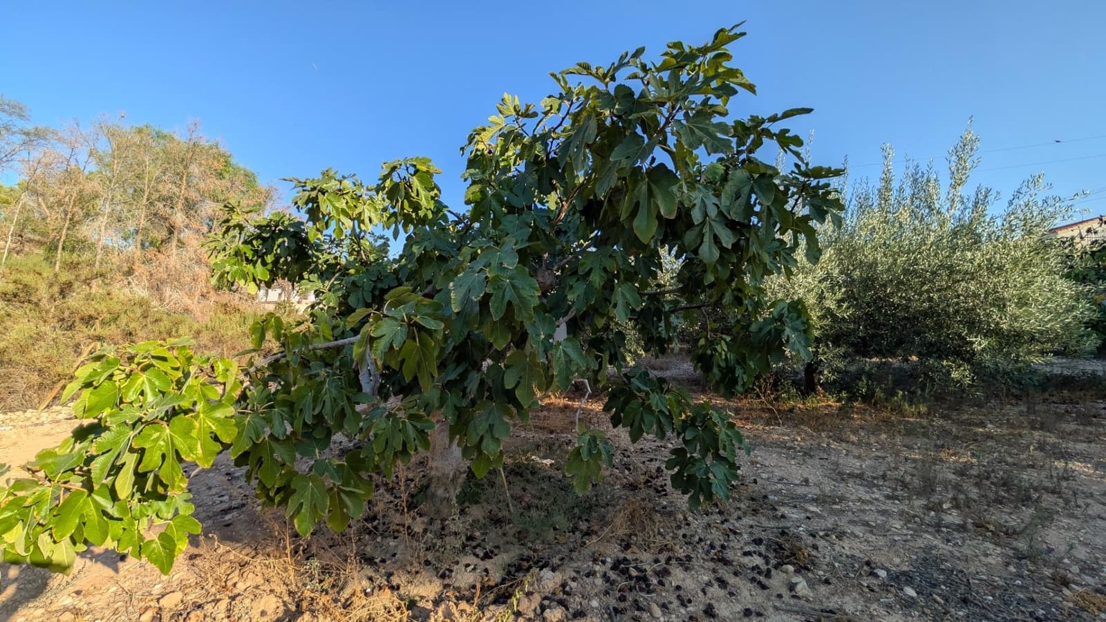 5 soverom Villa til salgs i Albatera med svømmebasseng garasje - € 299 000 (Ref: 9679854)