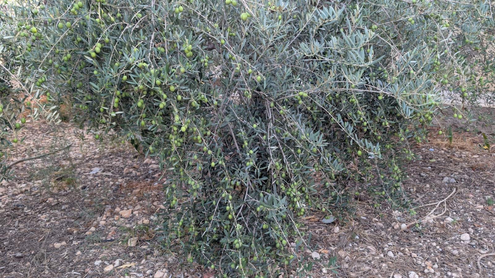 5 soverom Villa til salgs i Albatera med svømmebasseng garasje - € 299 000 (Ref: 9679854)