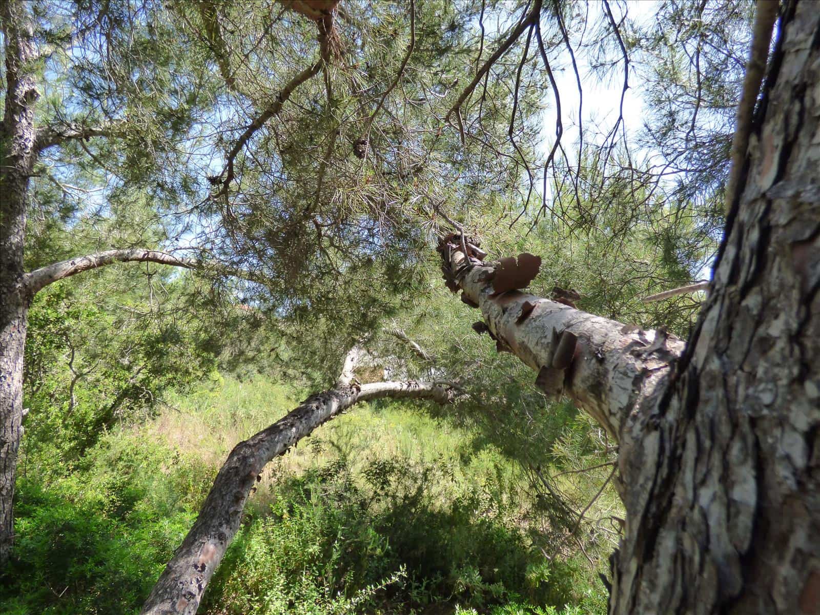 Byggegrund til salg i Benissa - € 1.300.000 (Ref: 6884754)