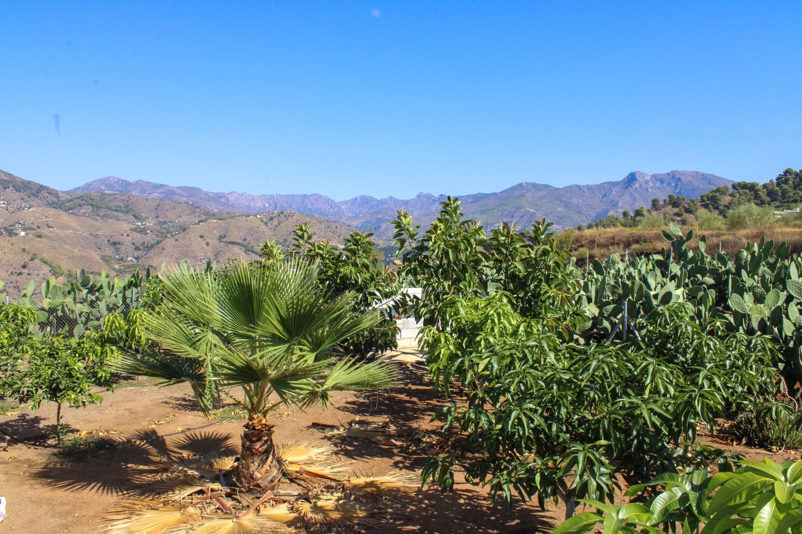 1 bedroom Finca/Country House for sale in Almunecar - € 150,000 (Ref: 10167433)
