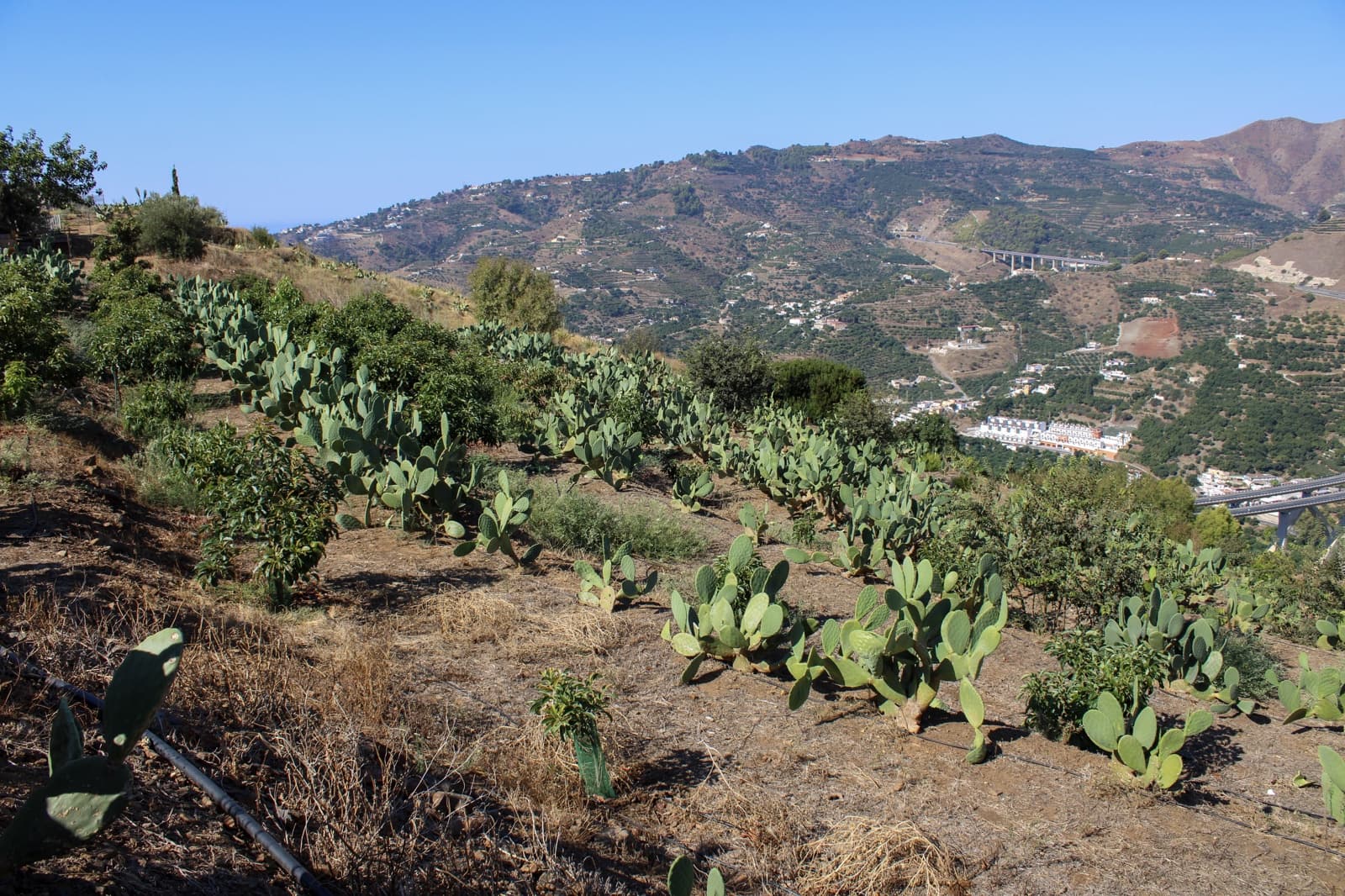 1 bedroom Finca/Country House for sale in Almunecar - € 150,000 (Ref: 10167433)