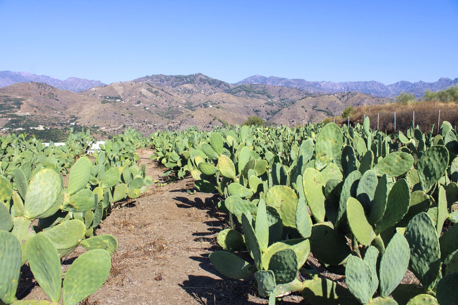 1 bedroom Finca/Country House for sale in Almunecar - € 150,000 (Ref: 10167433)