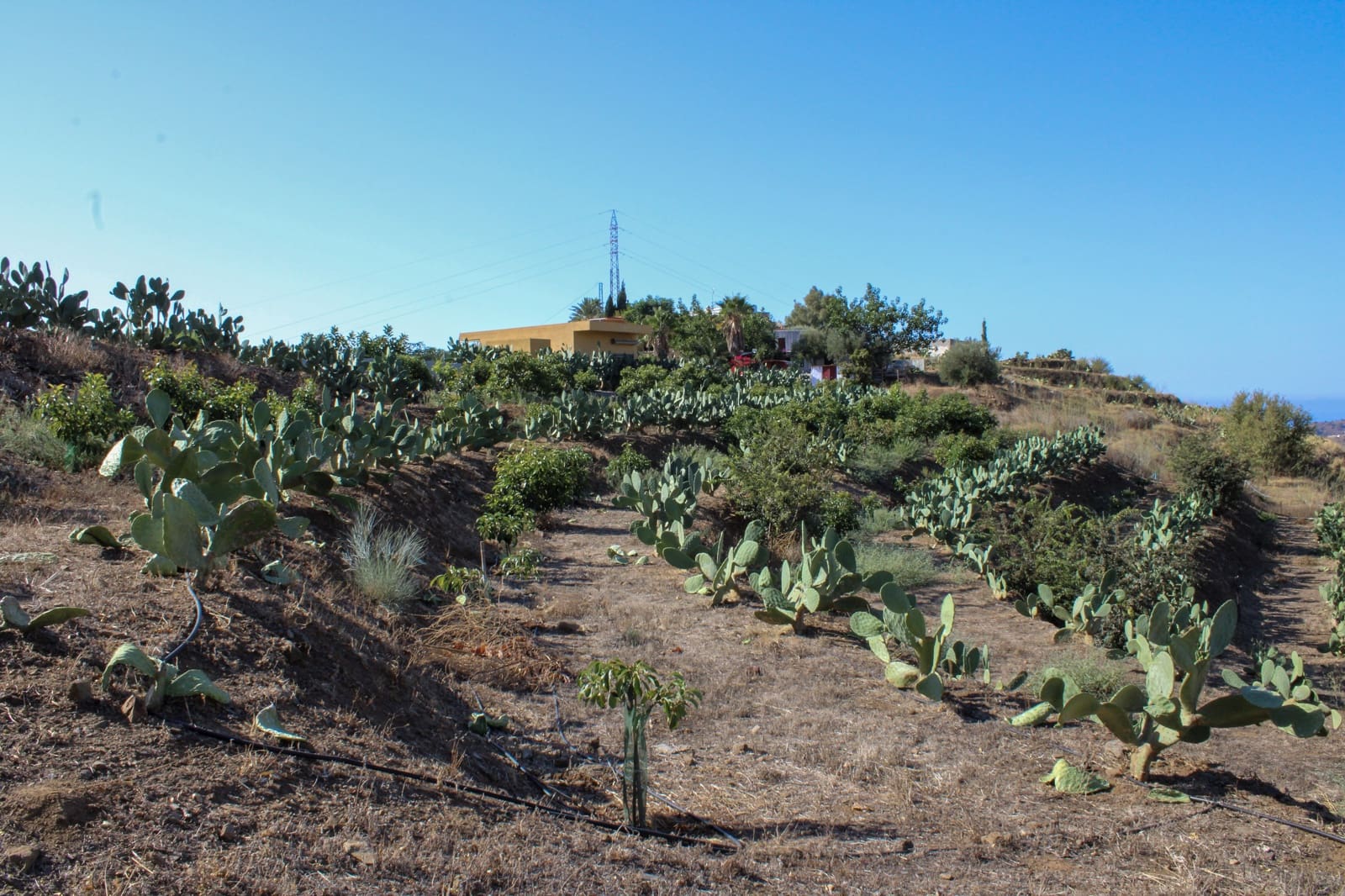 1 bedroom Finca/Country House for sale in Almunecar - € 150,000 (Ref: 10167433)