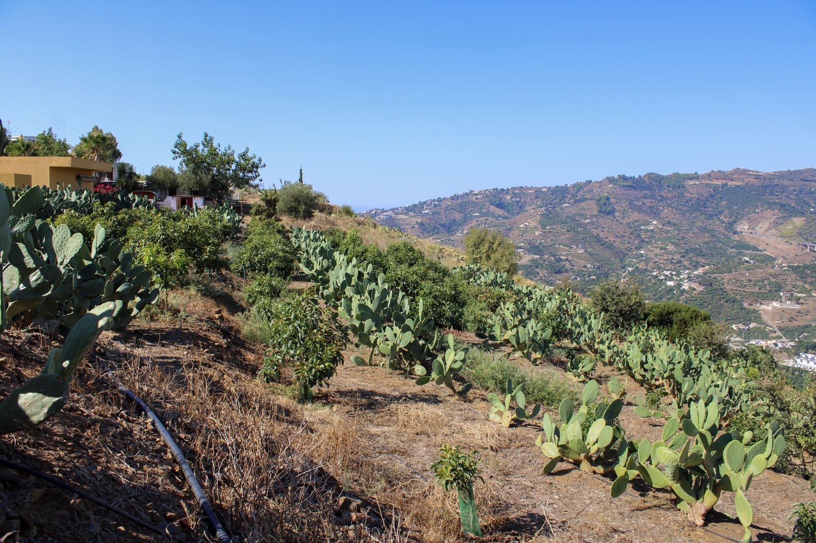 1 bedroom Finca/Country House for sale in Almunecar - € 150,000 (Ref: 10167433)