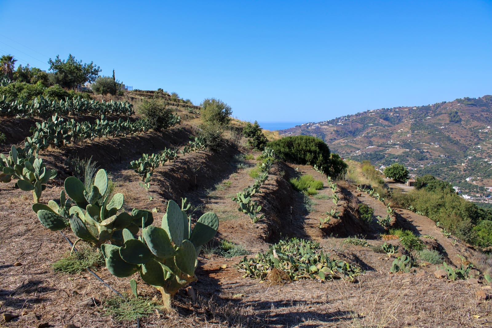1 bedroom Finca/Country House for sale in Almunecar - € 150,000 (Ref: 10167433)