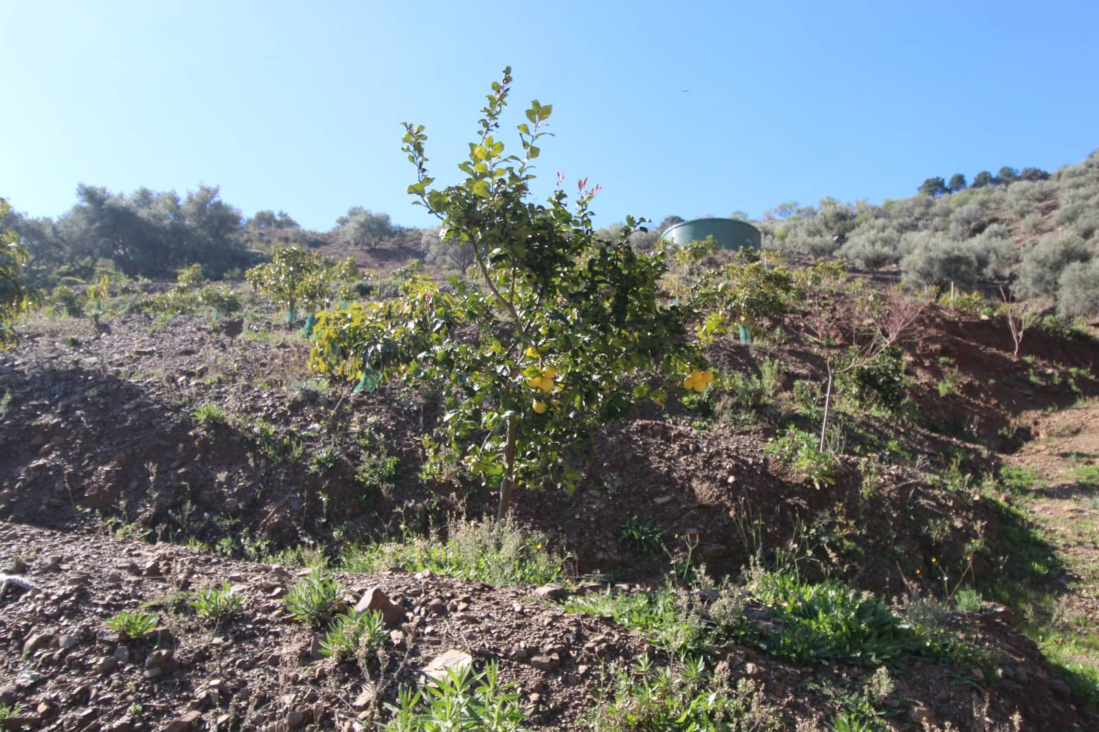 2 soveværelse Finca/Landehus til salg i Competa - € 449.500 (Ref: 5000736)